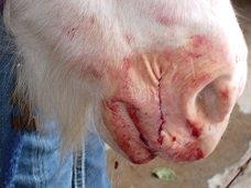 Melanoma removed from horse's muzzle.  UV damage.
